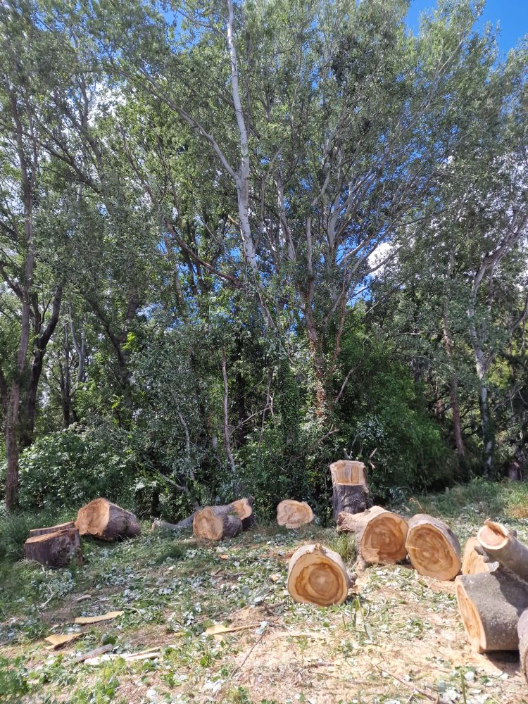 Démontage d’arbres à Saint-Martin-de-Crau (13)