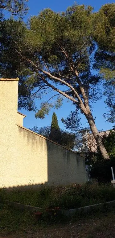Démontage d'arbre à Istres