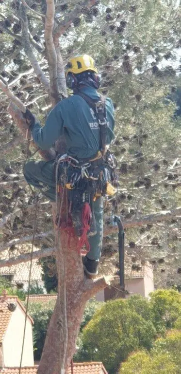 Démontage d'arbre à Istres