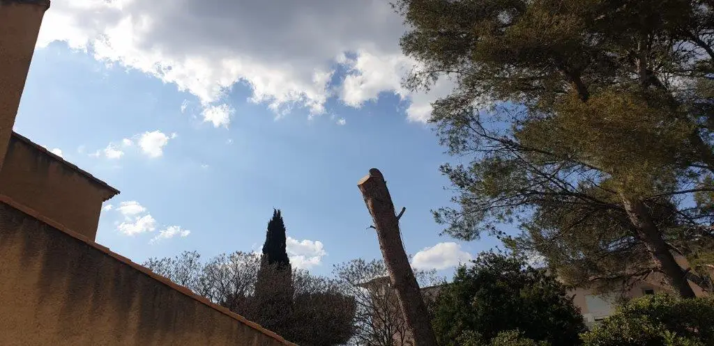 Démontage d'arbre à Istres