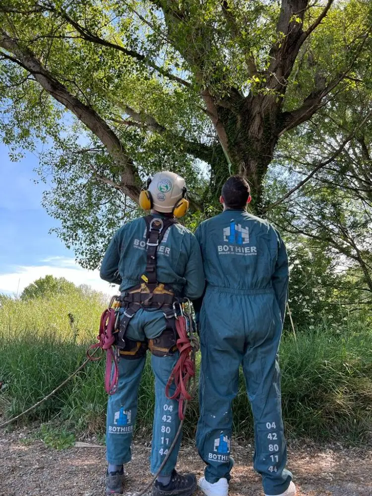 Démontage d’arbres à Saint-Martin-de-Crau (13)