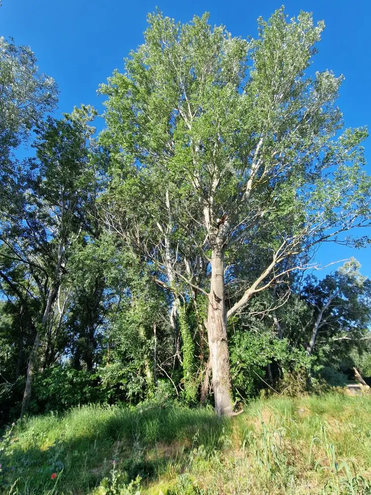 Démontage d’arbres à Saint-Martin-de-Crau (13)