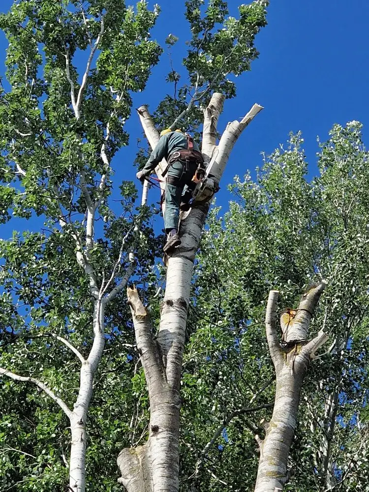 Démontage d’arbres à Saint-Martin-de-Crau (13)