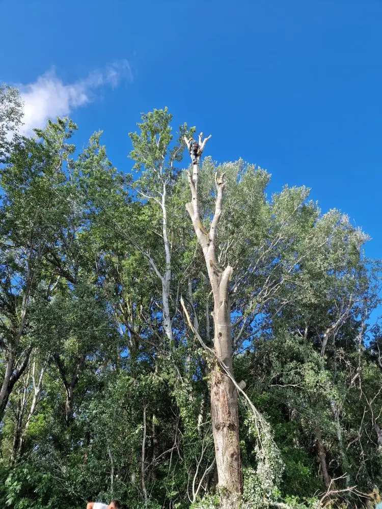 Démontage d’arbres à Saint-Martin-de-Crau (13)