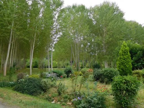 Démontage d'arbre en hauteur à Marseille dans les Bouches-du-Rhône, 13